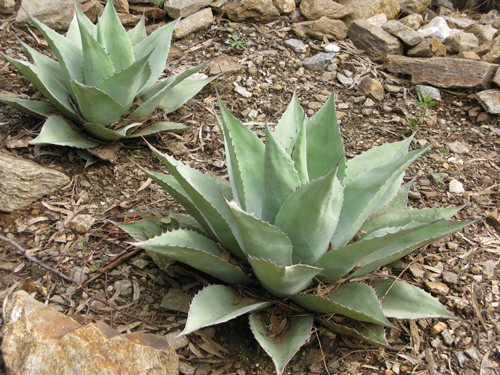 Pépinière Palmaris Agave ovatifolia Lalonde