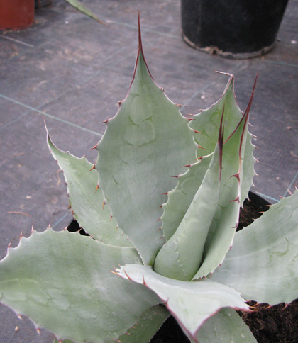 Palmaris Agave ovatifolia