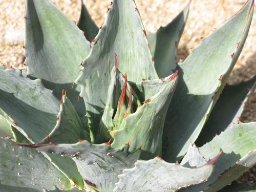 Pépinière Palmaris Agave ovatifolia striata Lespinet