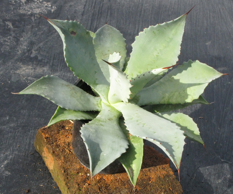 Pépinière Palmaris Agave pachycentra