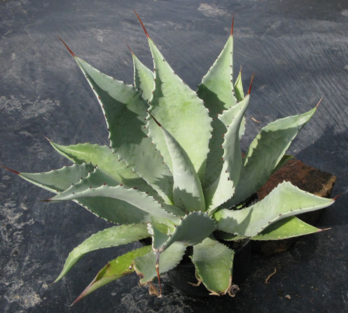 Pépinière Palmaris Agave pachycentra