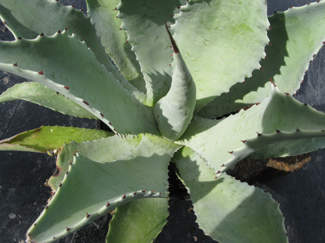 Pépinière Palmaris Agave pachycentra