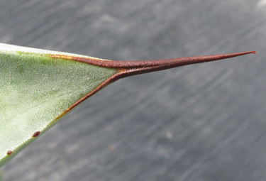 Pépinière Palmaris Agave pachycentra