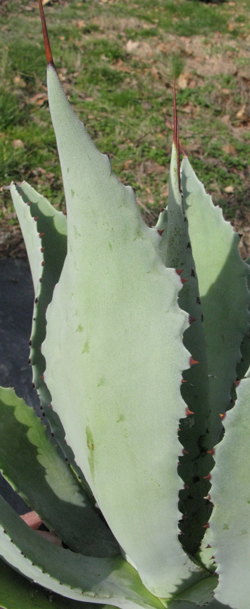 Pépinière Palmaris Agave pachycentra