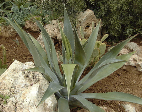 Palmaris Agave palmeri Olbius Riquet