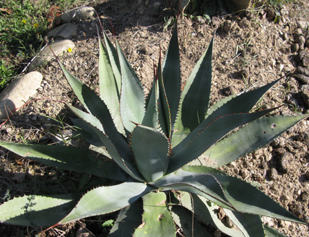 Palmaris Agave palmeri  Cactuseraie