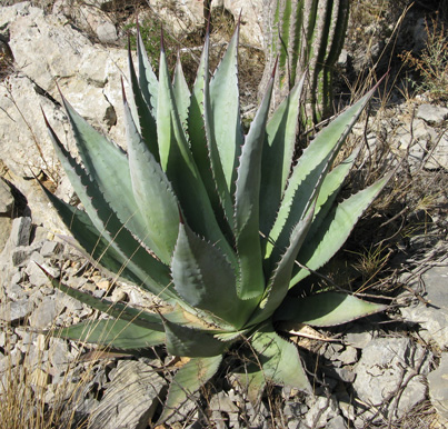 Palmaris Agave palmeri  Foncaude