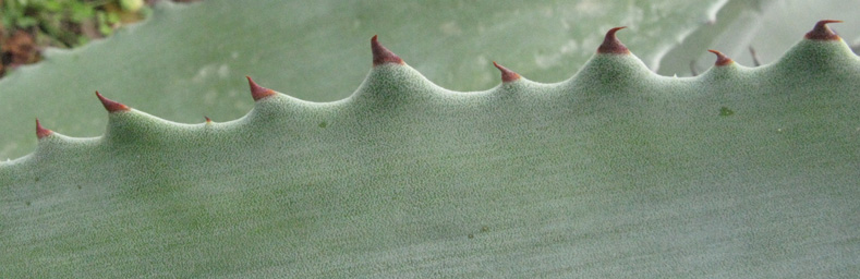 Palmaris Agave palmeri 