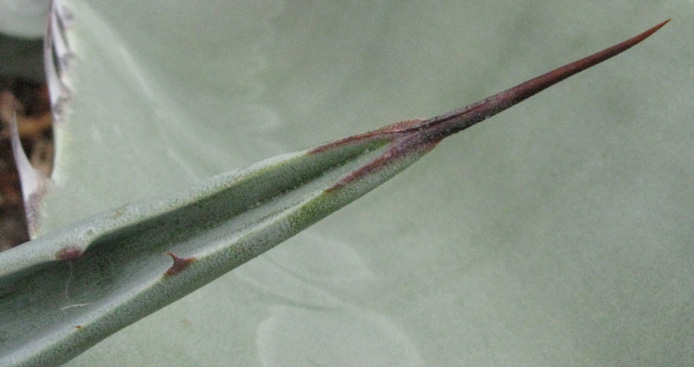 Palmaris Agave palmeri 