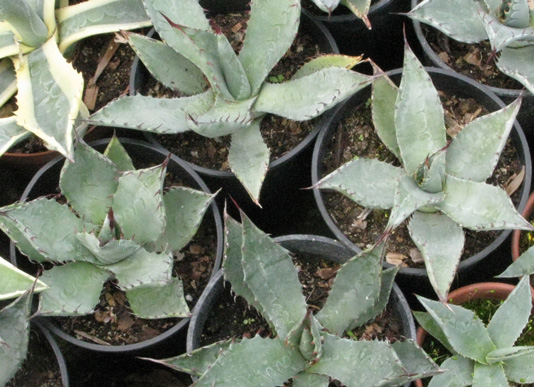 Palmaris Agave palmeri 