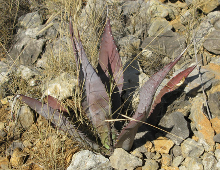 Palmaris Agave palmeri  rubi Foncaude