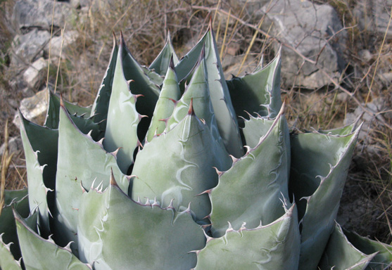 Palmaris Agave parrasana Foncaude