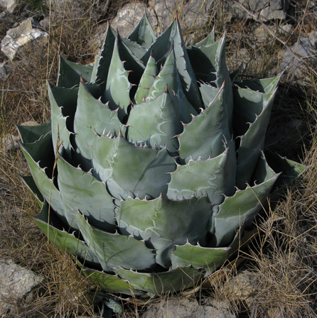 Palmaris Agave parrasana Foncaude