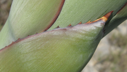 Palmaris Agave parrasana Foncaude