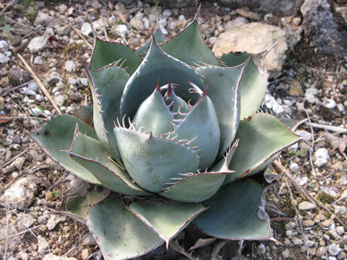 Palmaris Agave parrasana Cactuseraie