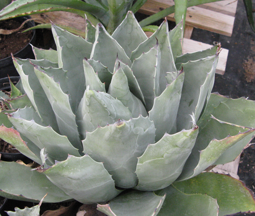 Pépinière Palmaris Agave parrasana "Giant blue"