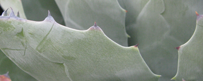 Pépinière Palmaris Agave parrasana "Giant blue"