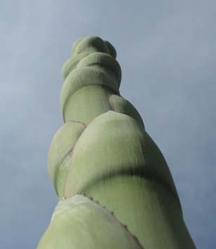 Palmaris Agave parrasana Foncaude