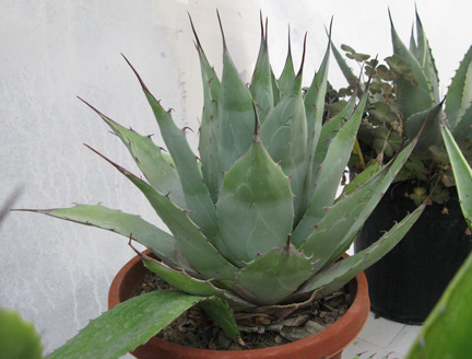 Palmaris Agave parrasana Navarro