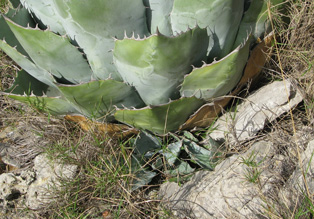 Palmaris Agave parrasana Foncaude