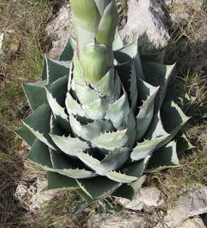 Palmaris Agave parrasana Foncaude