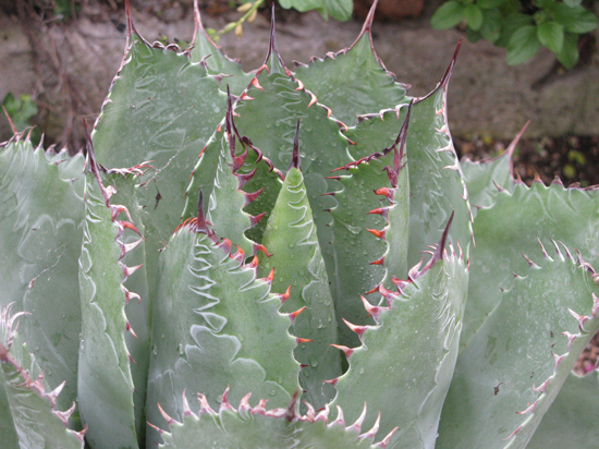 Pépinière Palmaris Agave parrasana rubispinosa Navarro