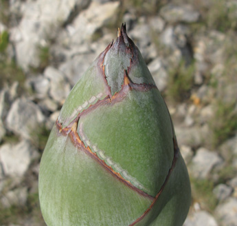 Palmaris Agave parrasana Foncaude