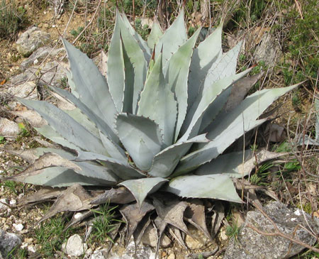 Pépinière Palmaris Agave parryi couesi Cactuseraie