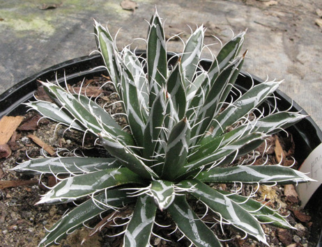 Palmaris Agave parviflora