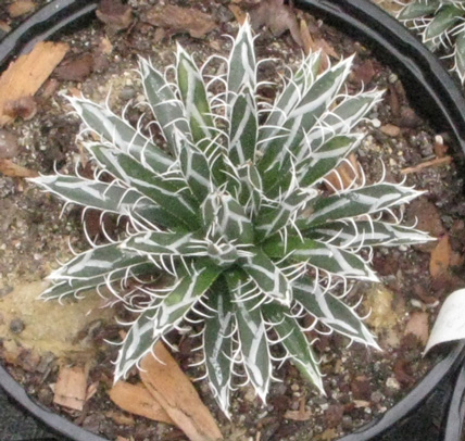 Palmaris Agave parviflora