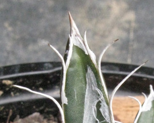 Palmaris Agave parviflora