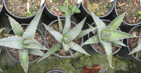 Palmaris Agave peacocki