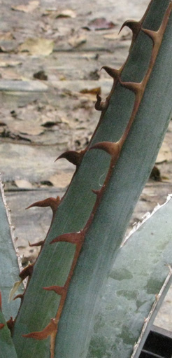 Palmaris Agave peacocki