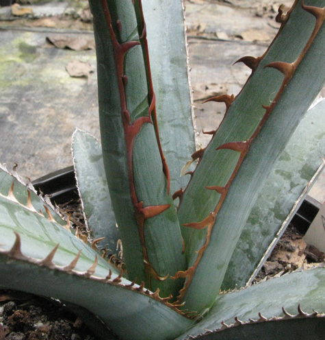 Palmaris Agave peacocki