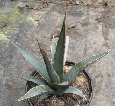 Palmaris Agave peacocki