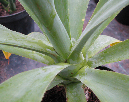 Pépinière Palmaris Agave attenuata dentata