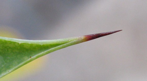 Pépinière Palmaris Agave attenuata dentata