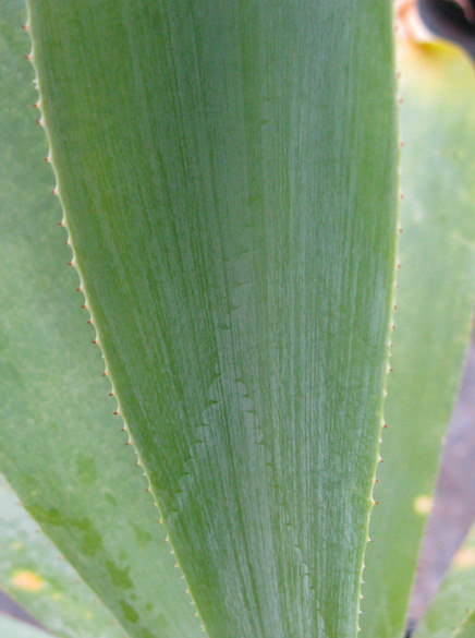 Pépinière Palmaris Agave attenuata dentata