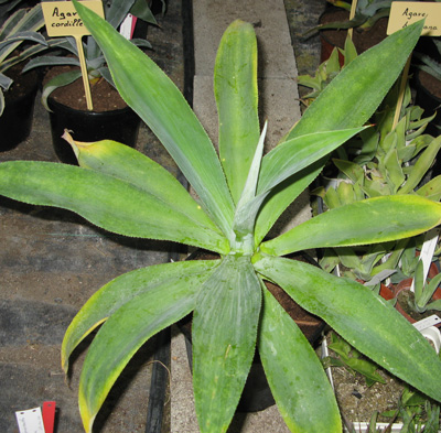 Pépinière Palmaris Agave attenuata dentata