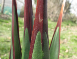 Pépinière Palmaris Agave pelona