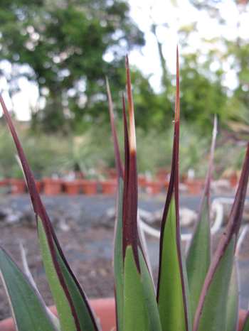 Pépinière Palmaris Agave pelona