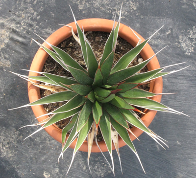 Pépinière Palmaris Agave pelona