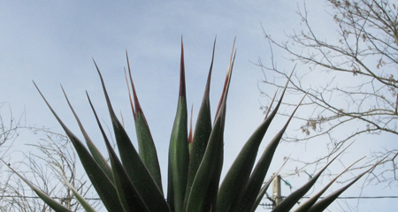 Pépinière Palmaris Agave pelona