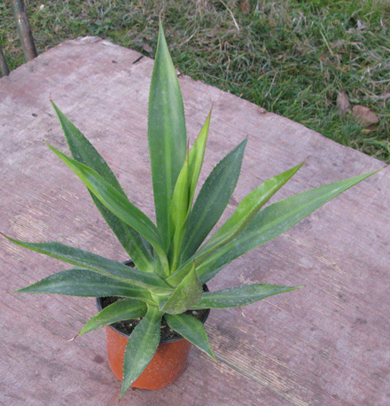 Pépinière Palmaris Agave pendula 