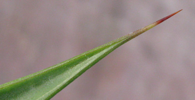 Pépinière Palmaris Agave pendula 