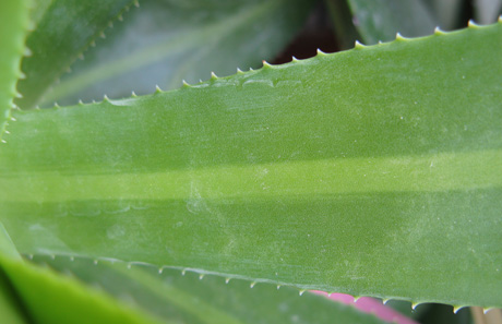 Pépinière Palmaris Agave pendula