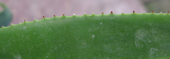 Pépinière Palmaris Agave pendula 