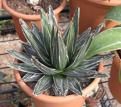 Pépinière Palmaris Agave pintilla Navarro