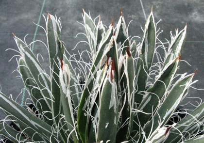 Pépinière Palmaris Agave polianthiflora