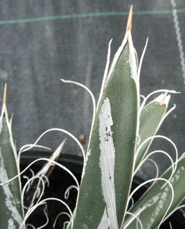 Pépinière Palmaris Agave polianthiflora